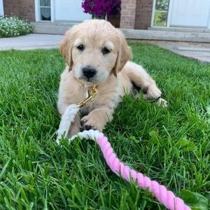 Meet your Posher, Alison